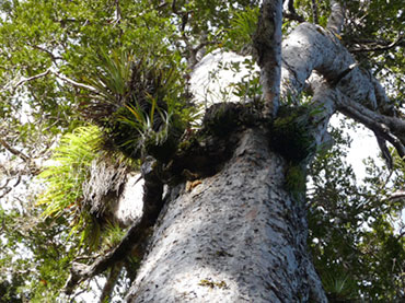 Kauri Forest